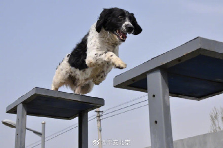 今天，怀念2018年离开我们的缉毒犬“豆豆”