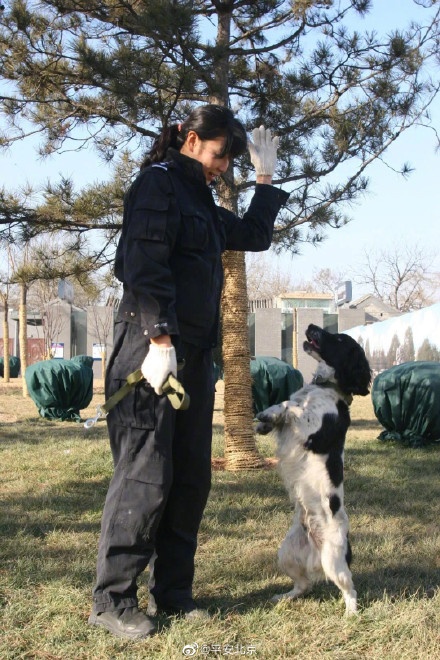今天，怀念2018年离开我们的缉毒犬“豆豆”