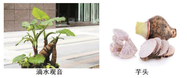 温州一女子误食这种植物中毒！小区和公园可见，毒素可致命