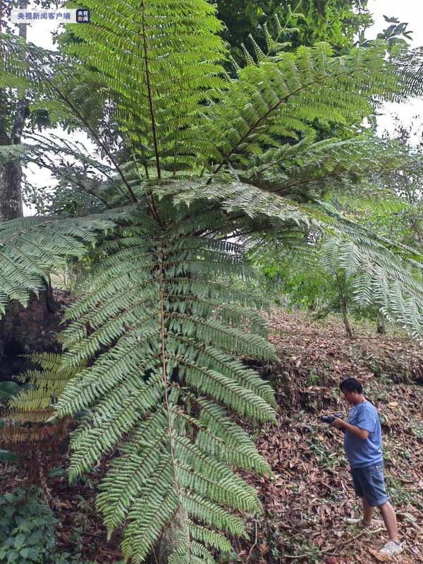 植物界的“活化石”！云南澜沧发现桫椤群