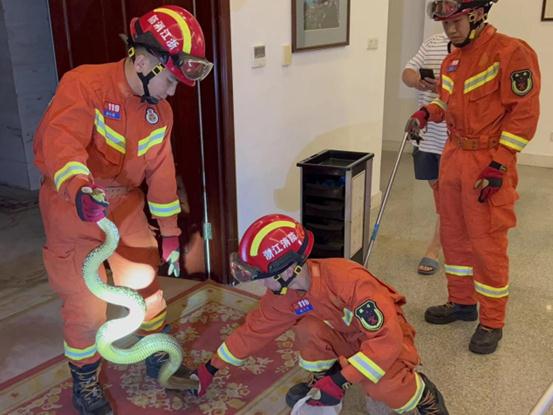 单位打印机冒出条尾巴!杭州女子吓到腿软,就在手边!进入高发期,碰到它这一步能保命 单位打印机冒出条尾巴!杭州女子吓到腿软,就在手边!进入高发期,碰到它这一步能保命