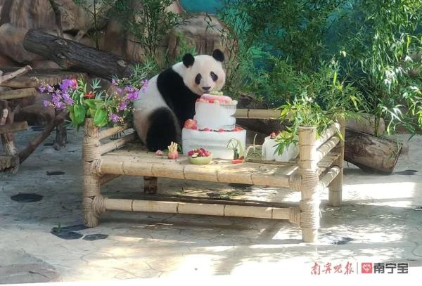 萌翻全场!南宁市动物园的双胞胎“寿星”绩美绩兰六岁啦 萌翻全场!南宁市动物园的双胞胎“寿星”绩美绩兰六岁啦