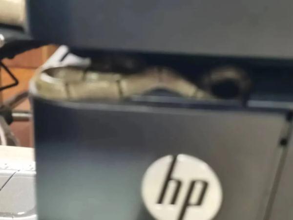 单位打印机冒出条尾巴!杭州女子吓到腿软,就在手边!进入高发期,碰到它这一步能保命 单位打印机冒出条尾巴!杭州女子吓到腿软,就在手边!进入高发期,碰到它这一步能保命