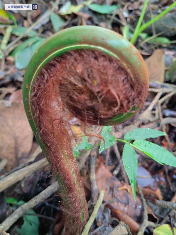 植物界的“活化石”！云南澜沧发现桫椤群