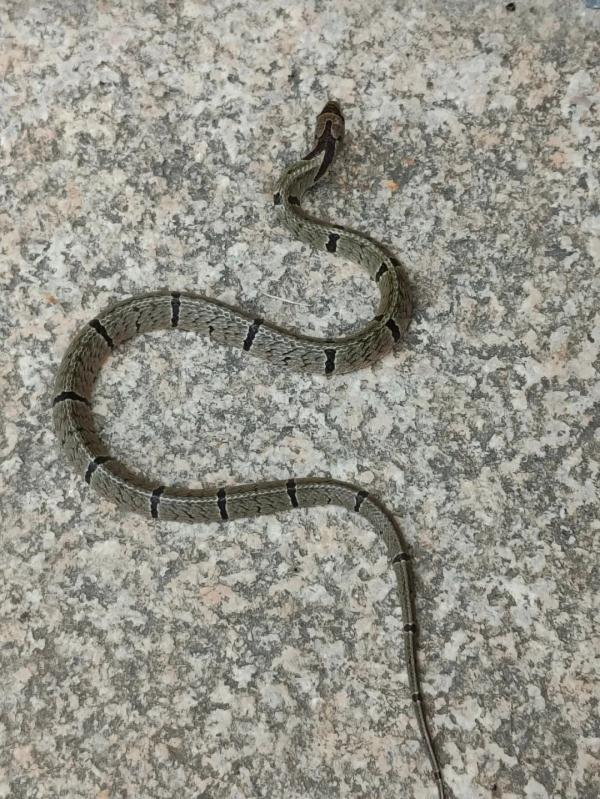 单位打印机冒出条尾巴!杭州女子吓到腿软,就在手边!进入高发期,碰到它这一步能保命 单位打印机冒出条尾巴!杭州女子吓到腿软,就在手边!进入高发期,碰到它这一步能保命