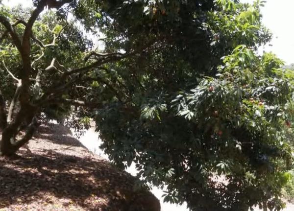 路边随手摘3颗荔枝,赔了80块?男子直呼不合理 路边随手摘3颗荔枝,赔了80块?男子直呼不合理