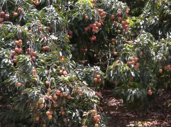 路边随手摘3颗荔枝,赔了80块?男子直呼不合理 路边随手摘3颗荔枝,赔了80块?男子直呼不合理