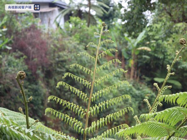植物界的“活化石”！云南澜沧发现桫椤群