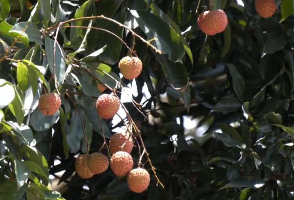 路边随手摘3颗荔枝,赔了80块?男子直呼不合理 路边随手摘3颗荔枝,赔了80块?男子直呼不合理