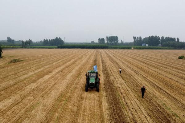河北曲阳推广大豆玉米带状复合种植新模式