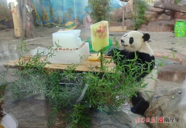 萌翻全场!南宁市动物园的双胞胎“寿星”绩美绩兰六岁啦 萌翻全场!南宁市动物园的双胞胎“寿星”绩美绩兰六岁啦