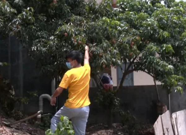 路边随手摘3颗荔枝,赔了80块?男子直呼不合理 路边随手摘3颗荔枝,赔了80块?男子直呼不合理
