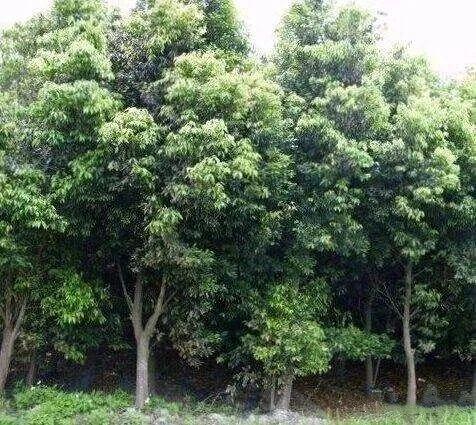 阳气不足，易患五种小病痛！夏日驱散体内阴寒，一定要试试这个