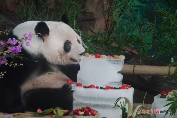 萌翻全场!南宁市动物园的双胞胎“寿星”绩美绩兰六岁啦 萌翻全场!南宁市动物园的双胞胎“寿星”绩美绩兰六岁啦