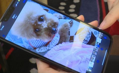 爱犬暂存不慎走丢，酒店方提出赔偿3000，女子拒绝：我花了十来万