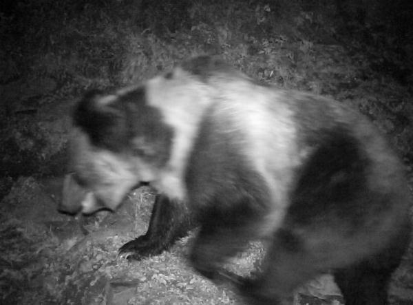 青海互助北山70年来首次发现棕熊活动轨迹
