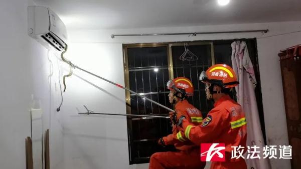 女住户惊慌报警!蛇从空调里钻了出来… 女住户惊慌报警!蛇从空调里钻了出来…