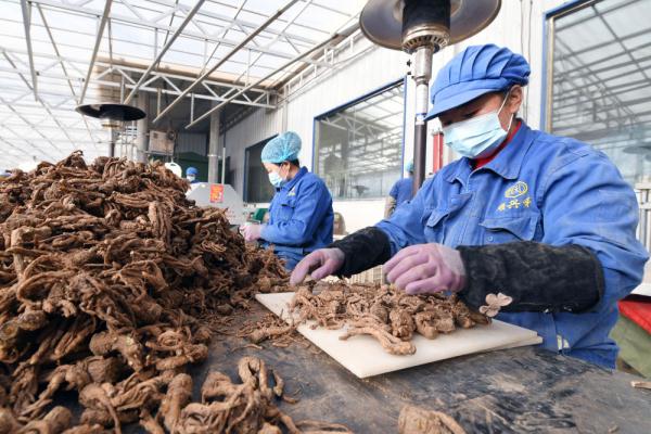 新华健康｜“土味”中药材当归：种出“甜日子” 走出“国际范”