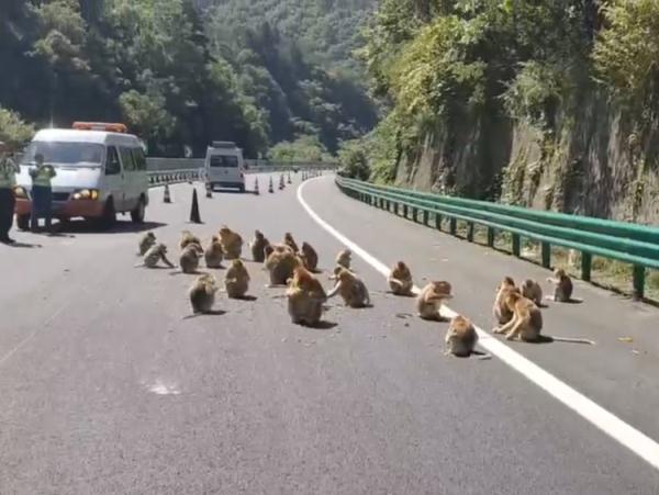 可爱但危险!金丝猴“组团”上高速玩耍 可爱但危险!金丝猴“组团”上高速玩耍