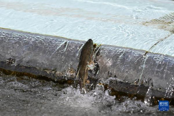直击青海湖湟鱼洄游高峰 直击青海湖湟鱼洄游高峰