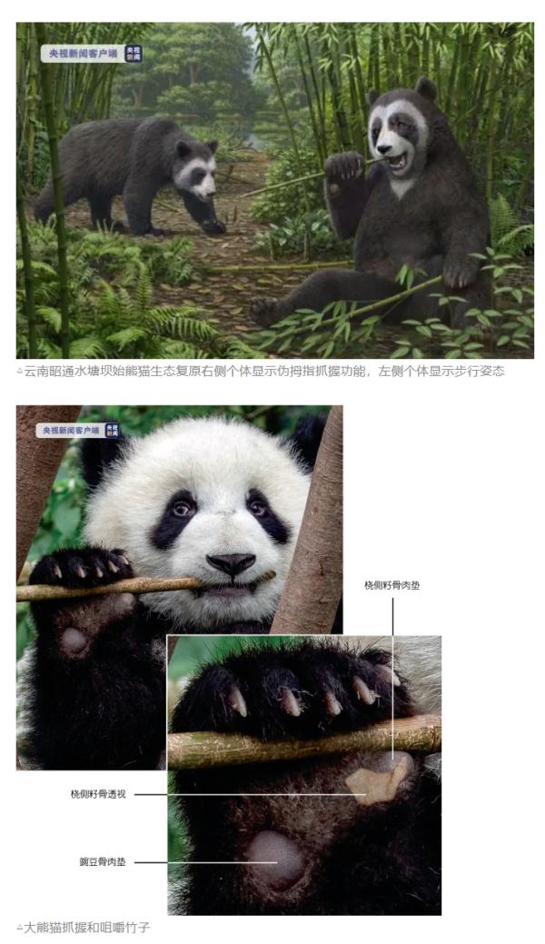 原来600多万年前，大熊mer就开始啃竹壳壳了？