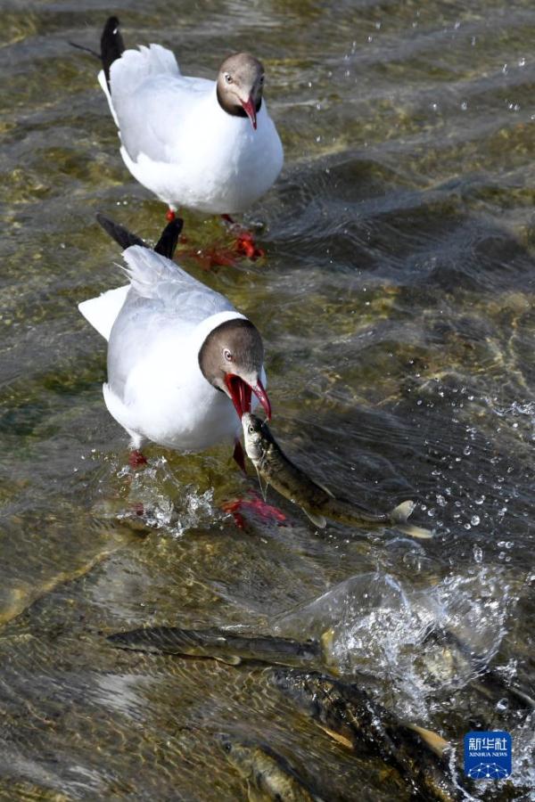 直击青海湖湟鱼洄游高峰 直击青海湖湟鱼洄游高峰