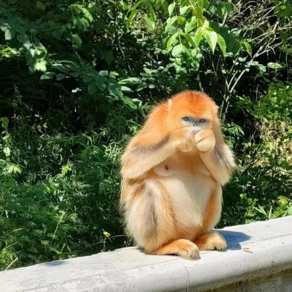 可爱但危险!金丝猴“组团”上高速玩耍 可爱但危险!金丝猴“组团”上高速玩耍