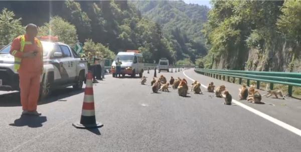 可爱但危险!金丝猴“组团”上高速玩耍 可爱但危险!金丝猴“组团”上高速玩耍