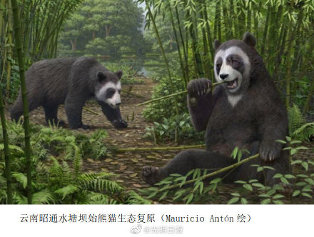 大熊猫何时开始吃竹子