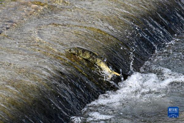 直击青海湖湟鱼洄游高峰 直击青海湖湟鱼洄游高峰