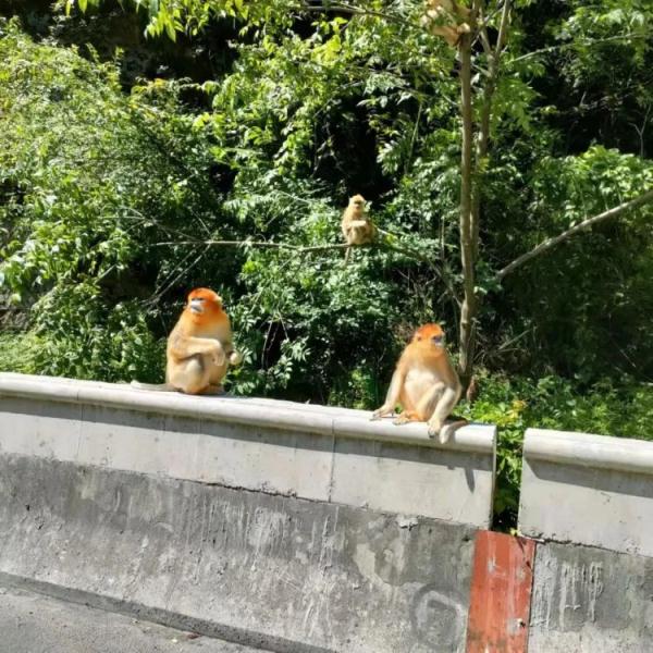 可爱但危险!金丝猴“组团”上高速玩耍 可爱但危险!金丝猴“组团”上高速玩耍