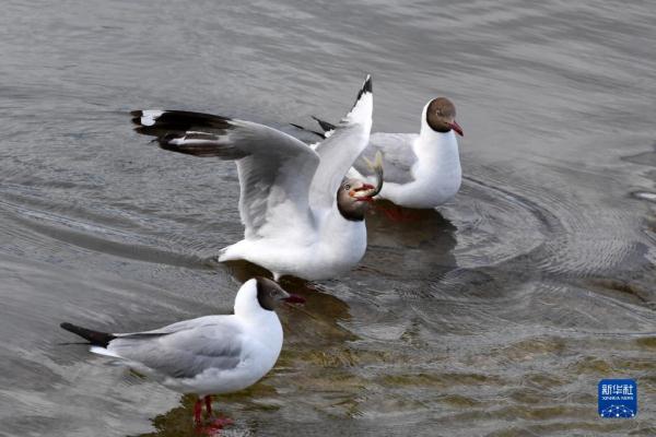 直击青海湖湟鱼洄游高峰 直击青海湖湟鱼洄游高峰