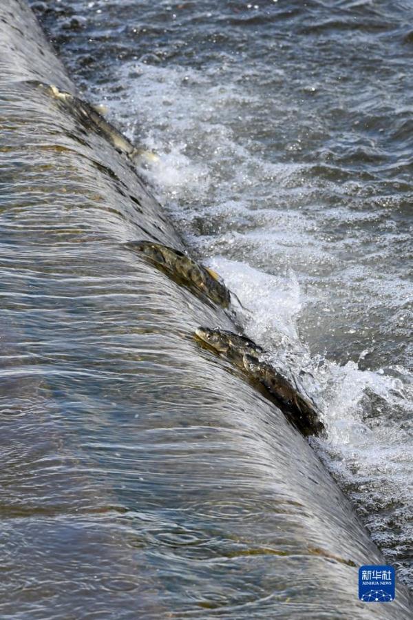 直击青海湖湟鱼洄游高峰 直击青海湖湟鱼洄游高峰
