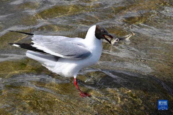 直击青海湖湟鱼洄游高峰 直击青海湖湟鱼洄游高峰