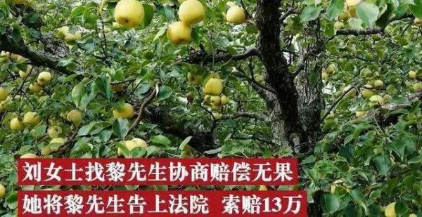 长沙女子到同事家免费摘梨被砸伤,索赔13万元!结果…… 长沙女子到同事家免费摘梨被砸伤,索赔13万元!结果……