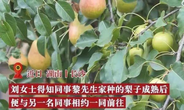 长沙女子到同事家免费摘梨被砸伤,索赔13万元!结果…… 长沙女子到同事家免费摘梨被砸伤,索赔13万元!结果……