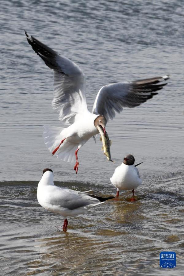 直击青海湖湟鱼洄游高峰 直击青海湖湟鱼洄游高峰