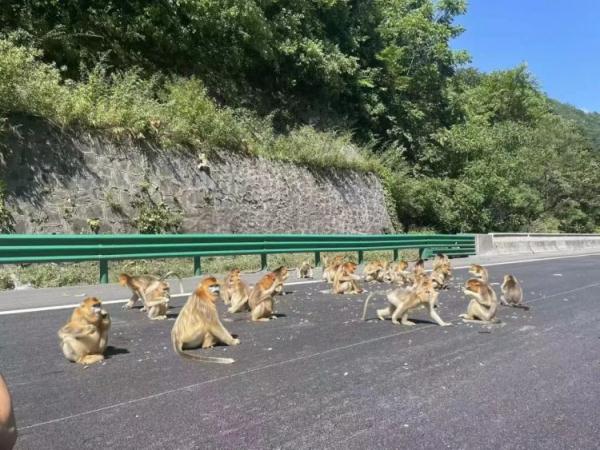 可爱但危险!金丝猴“组团”上高速玩耍 可爱但危险!金丝猴“组团”上高速玩耍