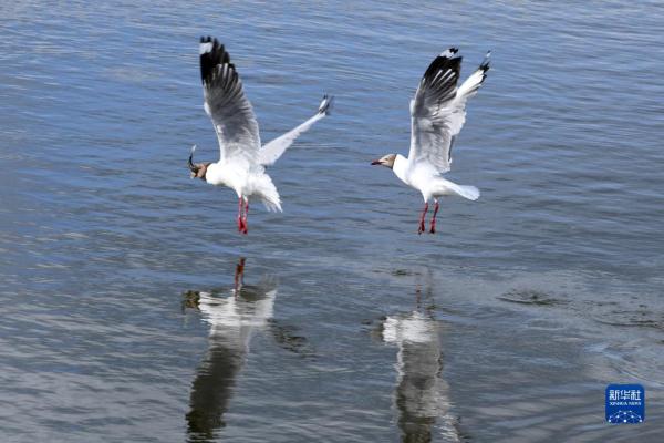 直击青海湖湟鱼洄游高峰 直击青海湖湟鱼洄游高峰