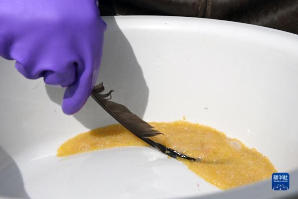 青海湖湟鱼洄游路上的“助产师”