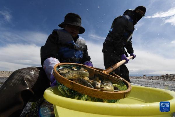 青海湖湟鱼洄游路上的“助产师”