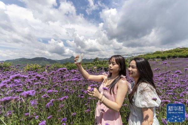 贵州桐梓：盛夏花开游客来
