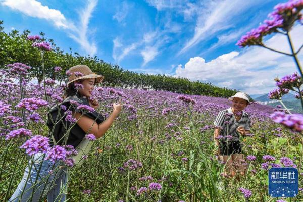 贵州桐梓：盛夏花开游客来