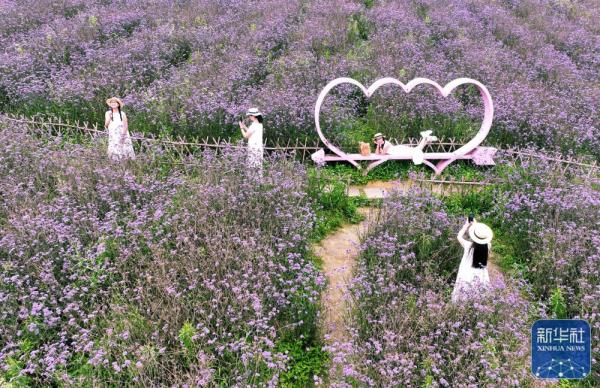 贵州桐梓：盛夏花开游客来