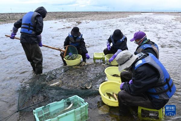 青海湖湟鱼洄游路上的“助产师”