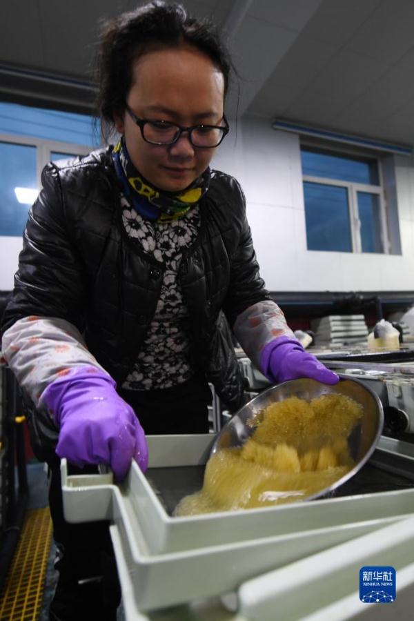 青海湖湟鱼洄游路上的“助产师”