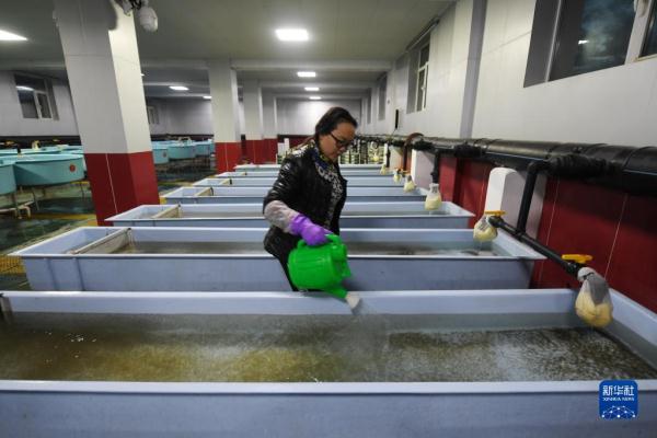 青海湖湟鱼洄游路上的“助产师”