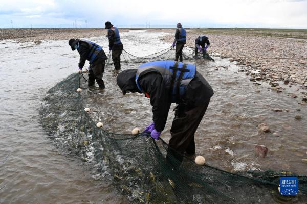 青海湖湟鱼洄游路上的“助产师”