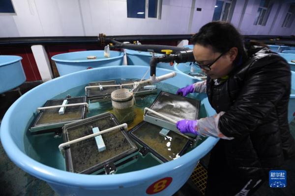 青海湖湟鱼洄游路上的“助产师”