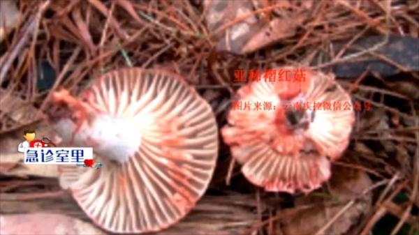 这种菌子很难分辨，有剧毒！千万别吃！